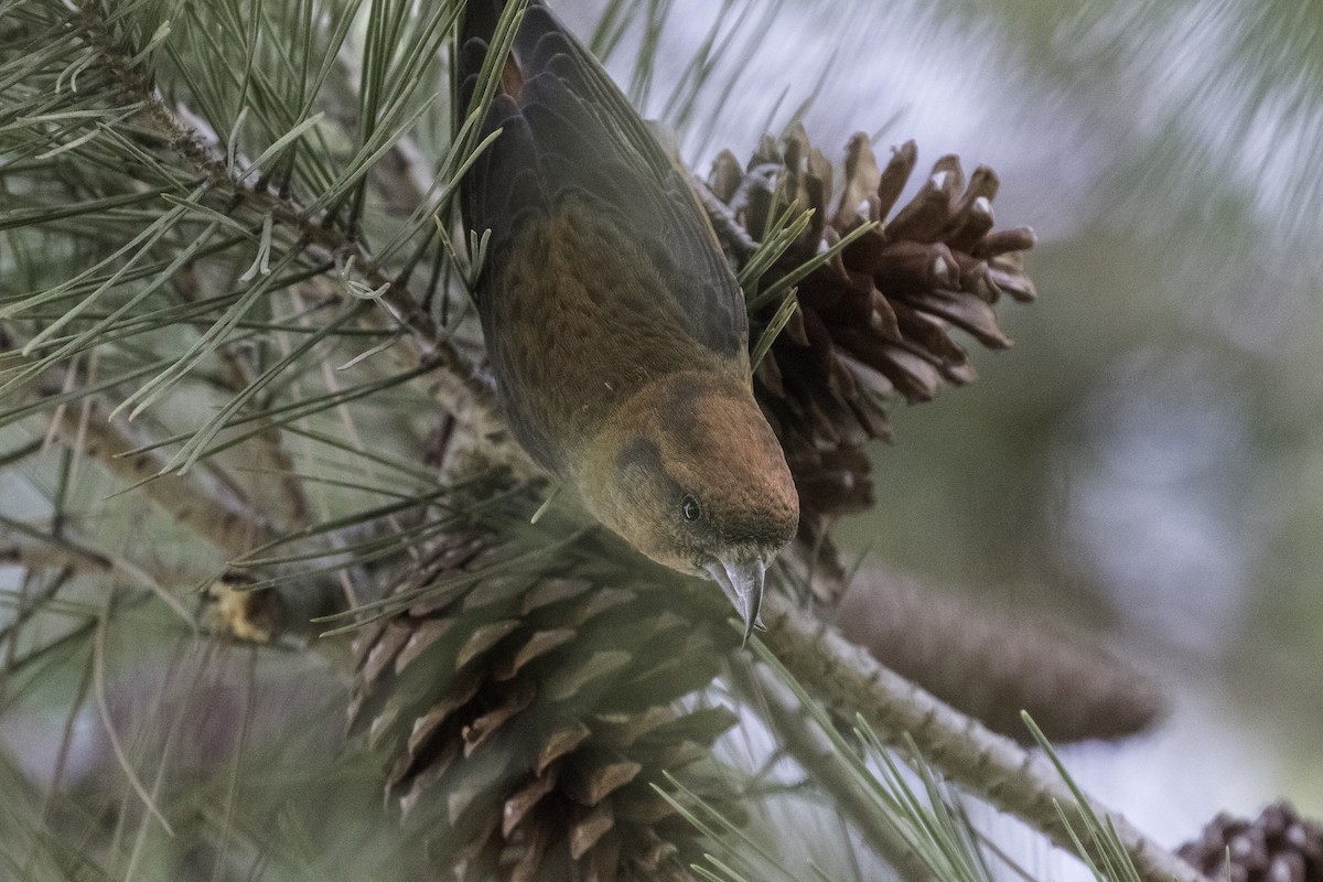 Red Crossbill - ML616386027