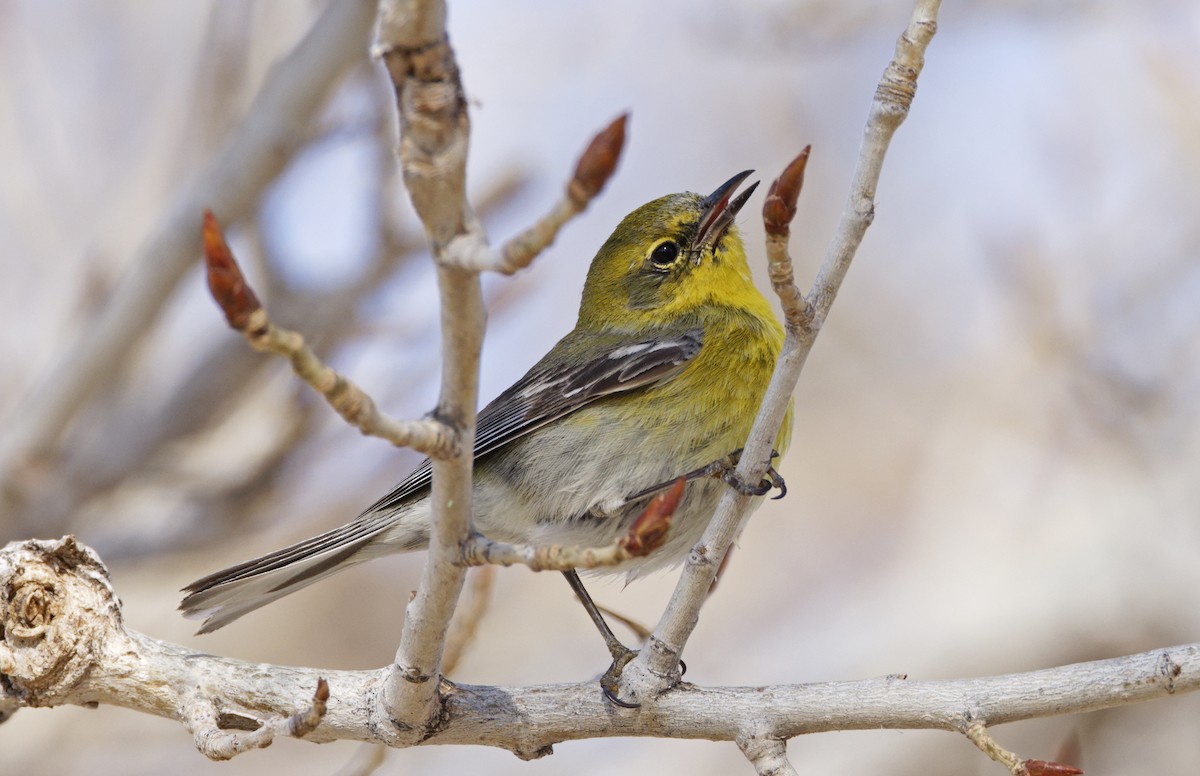 Pine Warbler - ML616386028