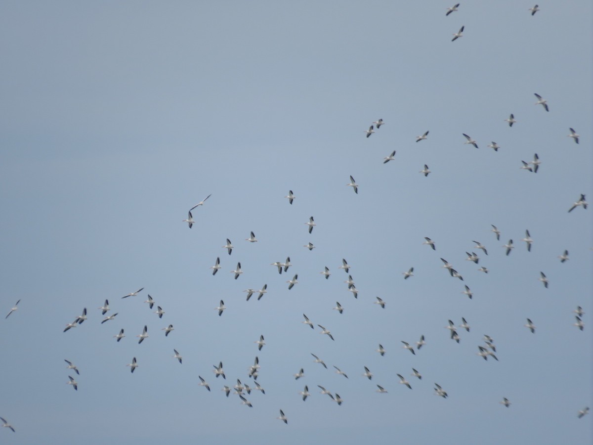 American White Pelican - ML616386037