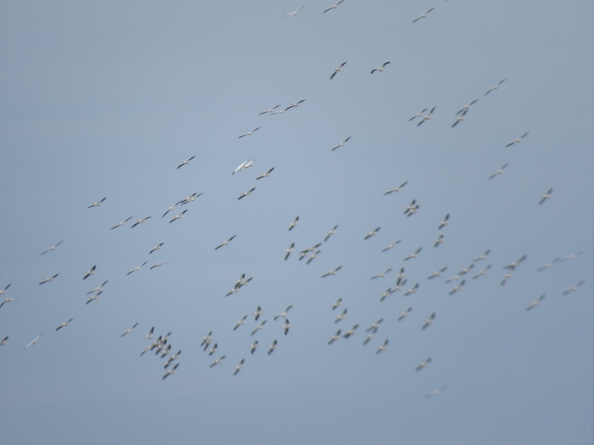 American White Pelican - ML616386038
