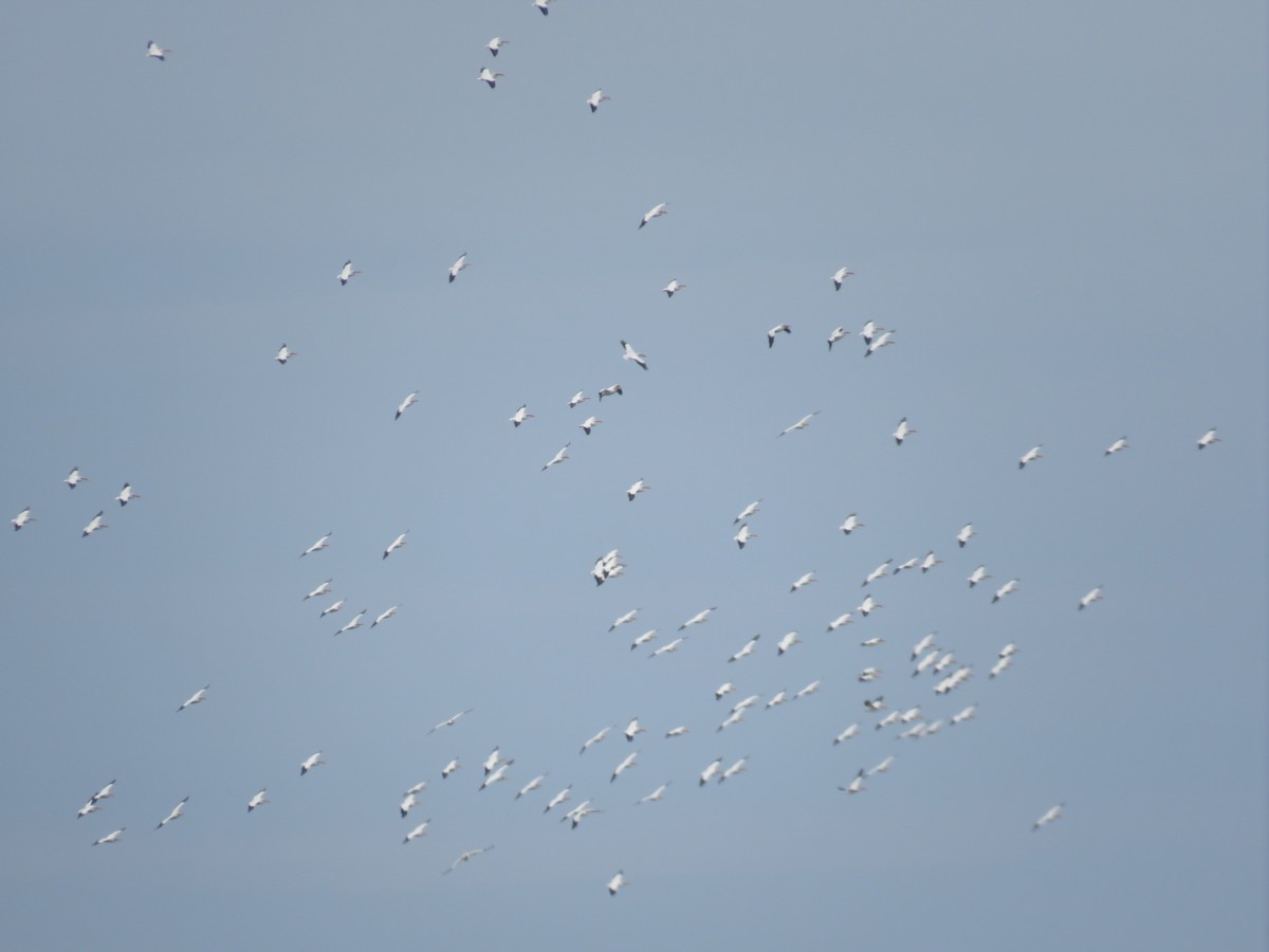 American White Pelican - ML616386039