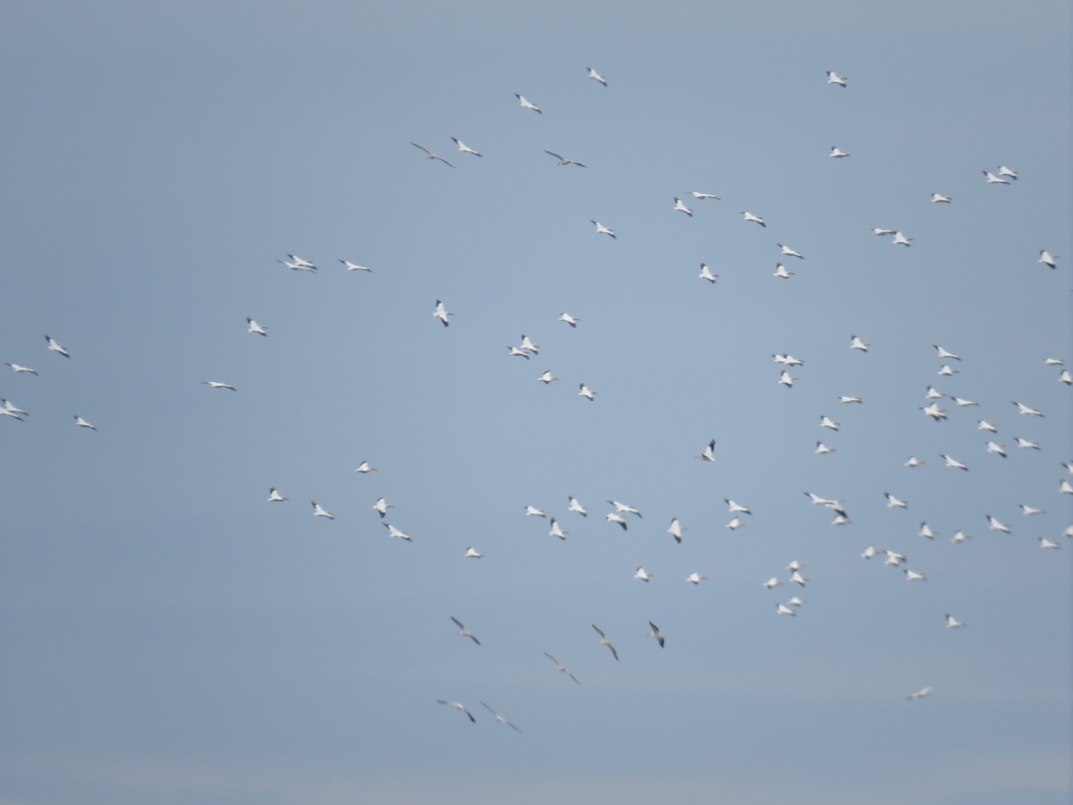 American White Pelican - ML616386040