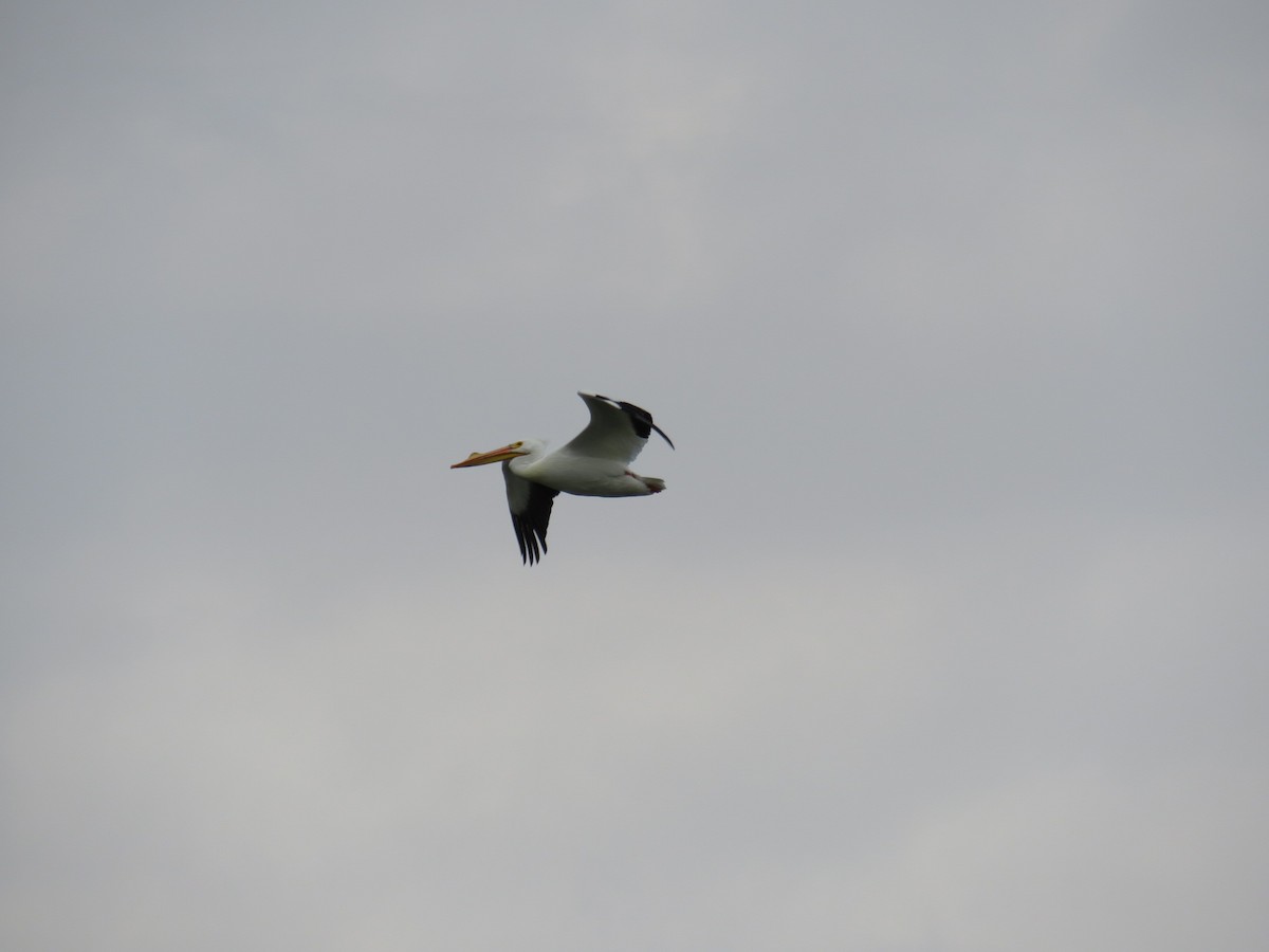 American White Pelican - ML616386041