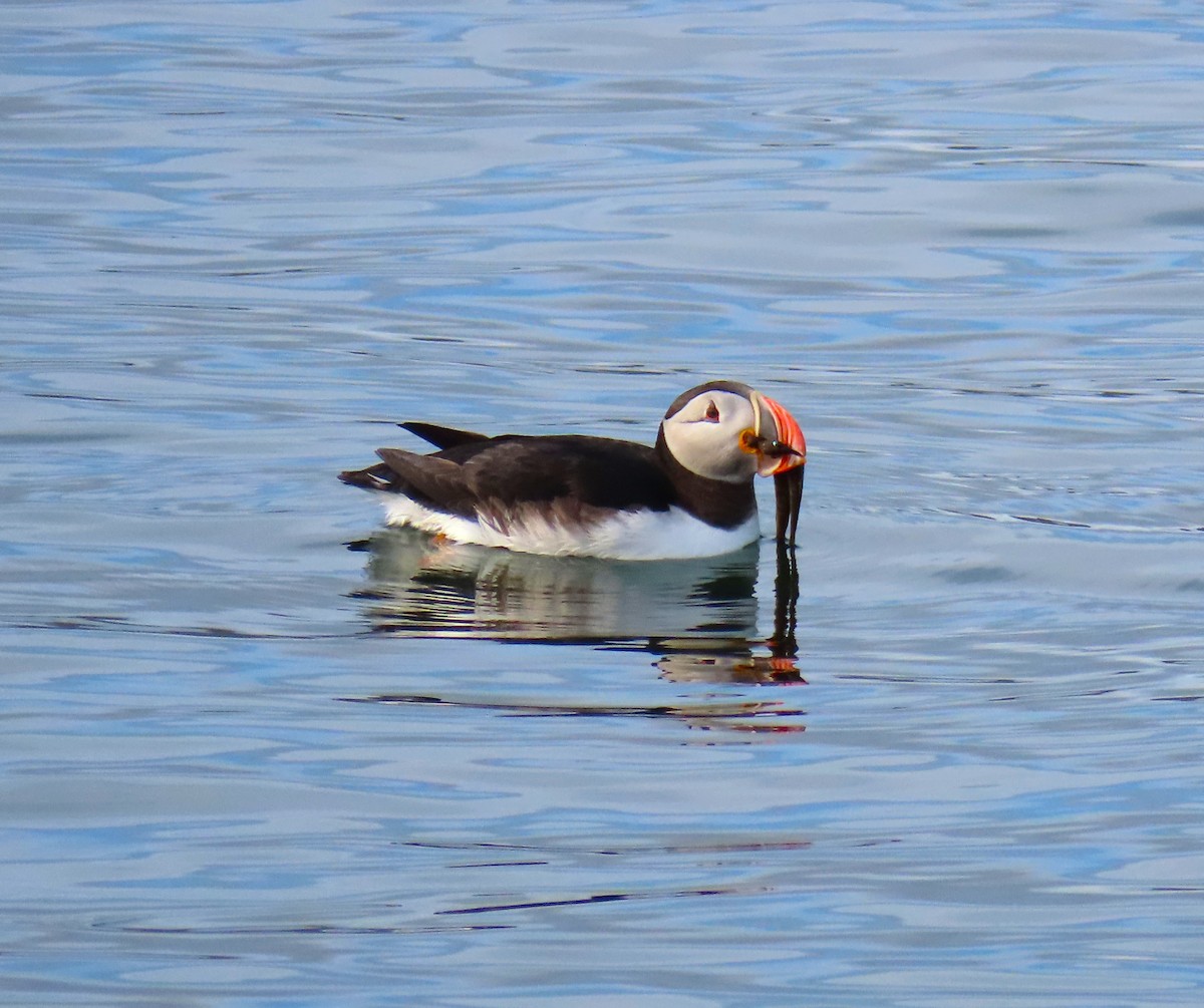 Atlantic Puffin - ML616386093