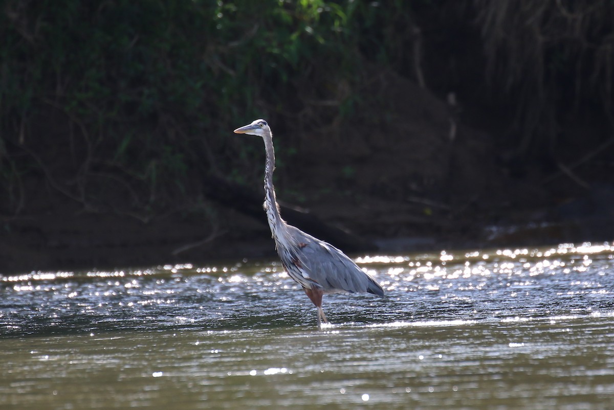 Great Blue Heron - Corné Pieterse