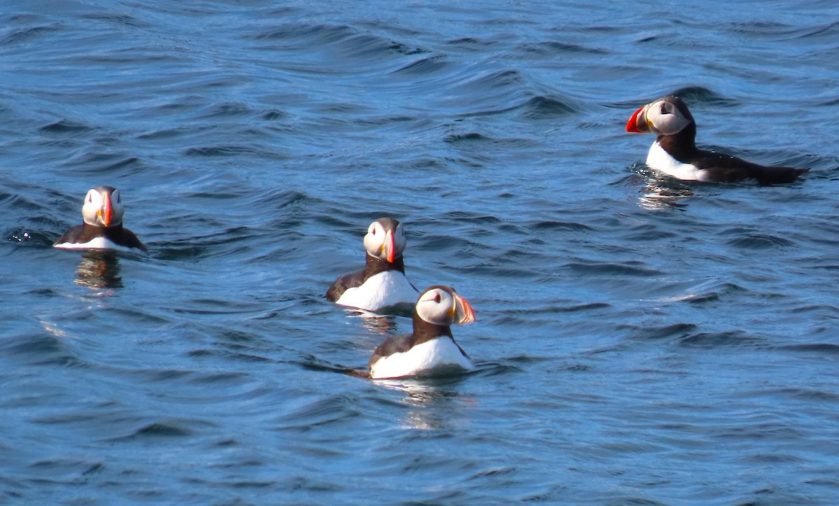 Atlantic Puffin - ML616386106