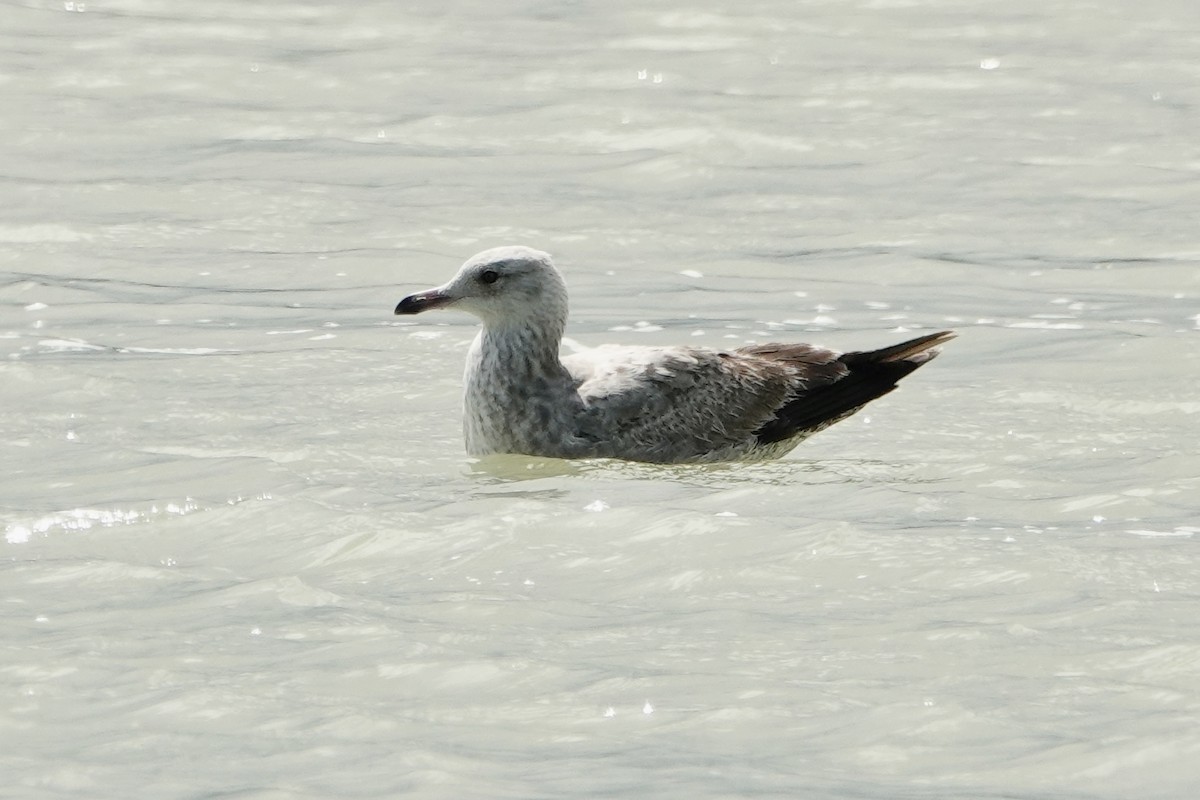 Herring Gull (American) - ML616386130