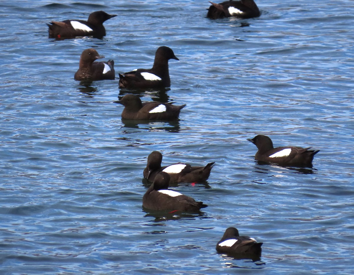 Black Guillemot - ML616386141