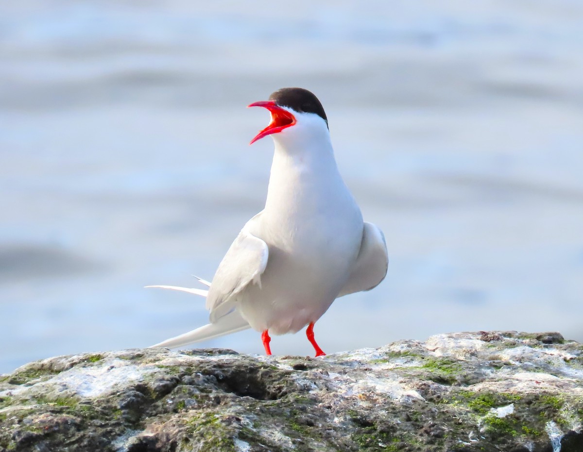 Arctic Tern - ML616386163