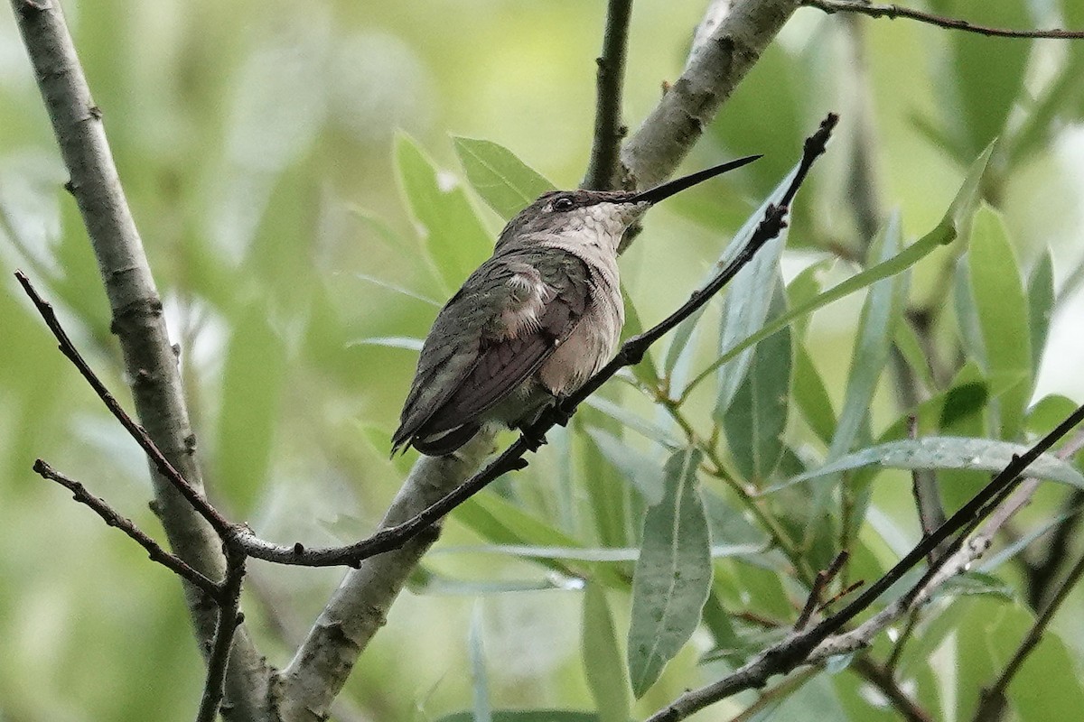 Ruby-throated Hummingbird - ML616386176