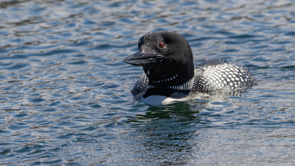 Common Loon - Paul Clifford