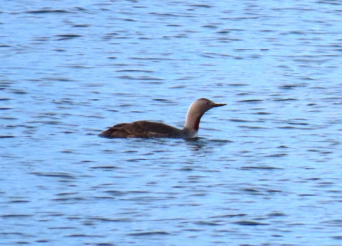 Red-throated Loon - ML616386199