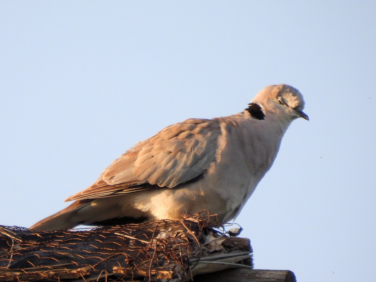 Ring-necked Dove - ML616386203