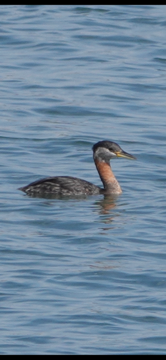 Red-necked Grebe - ML616386236