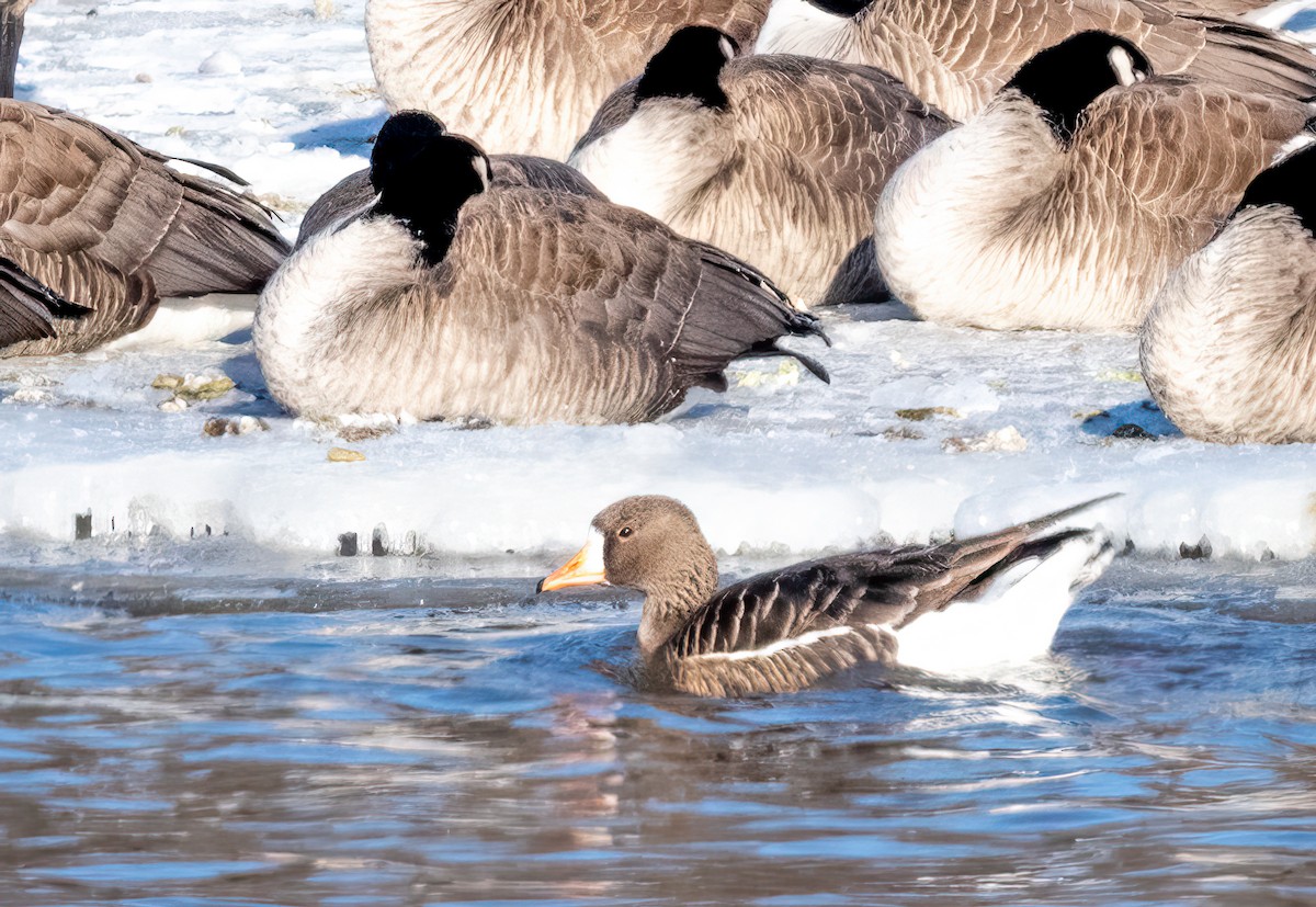 Greater White-fronted Goose - Claude Garand