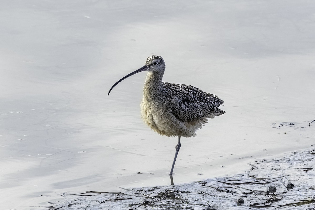 Long-billed Curlew - ML616386257