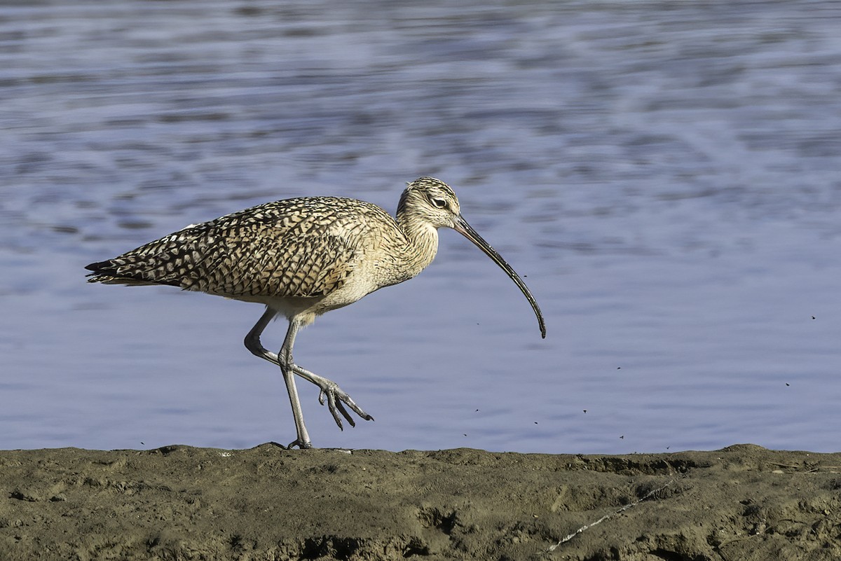 Long-billed Curlew - ML616386258