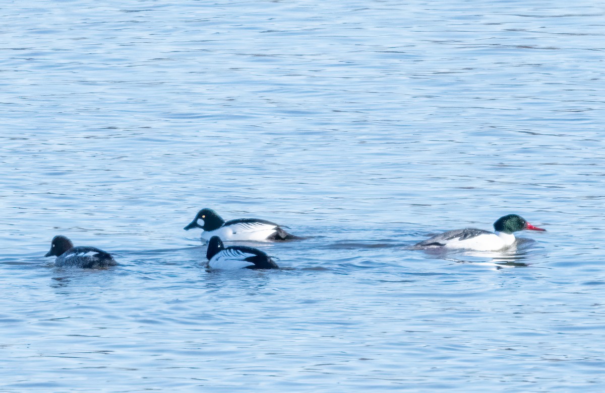 Common Merganser - Claude Garand