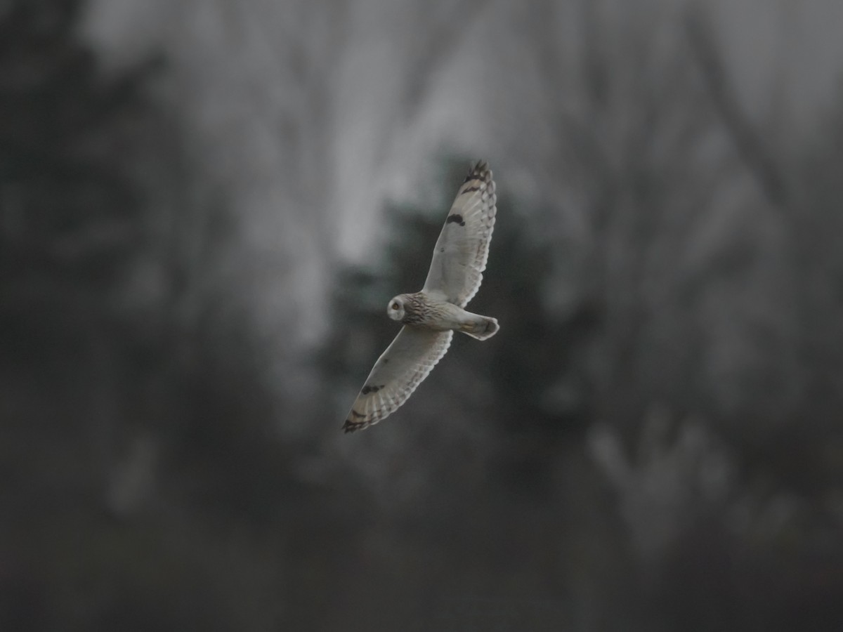 Short-eared Owl - Carolyn Copper