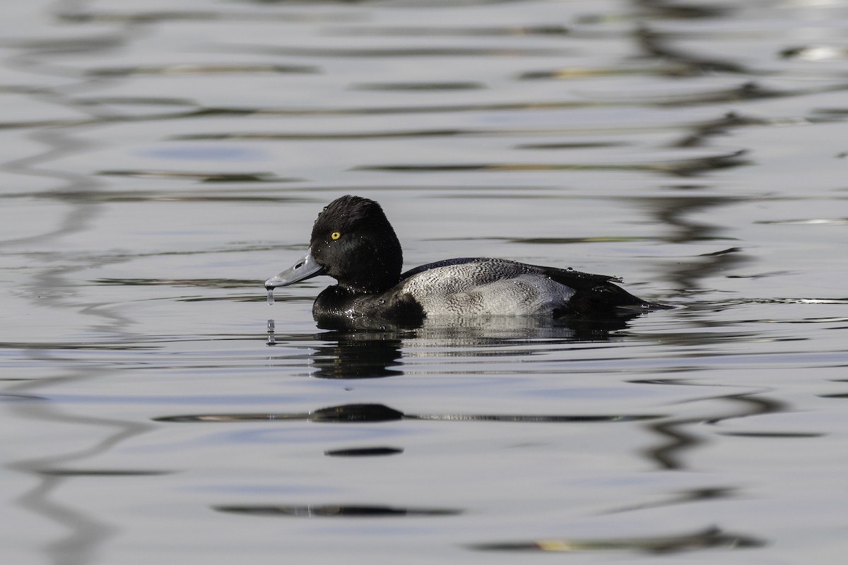 Lesser Scaup - Anthony Gliozzo