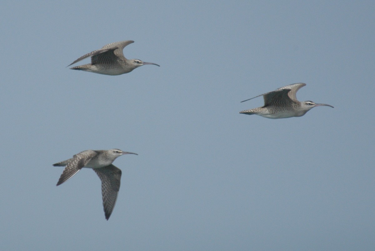 Whimbrel - ML616386344