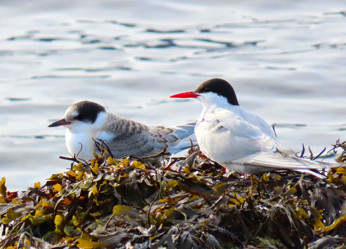 Arctic Tern - Pat Sterbling