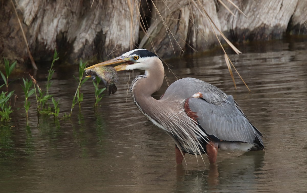 Great Blue Heron - ML616386360