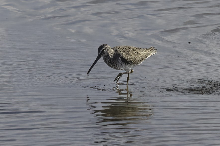 Long-billed Dowitcher - ML616386364