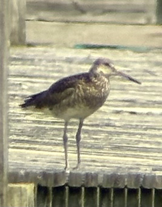 Willet - ML616386366