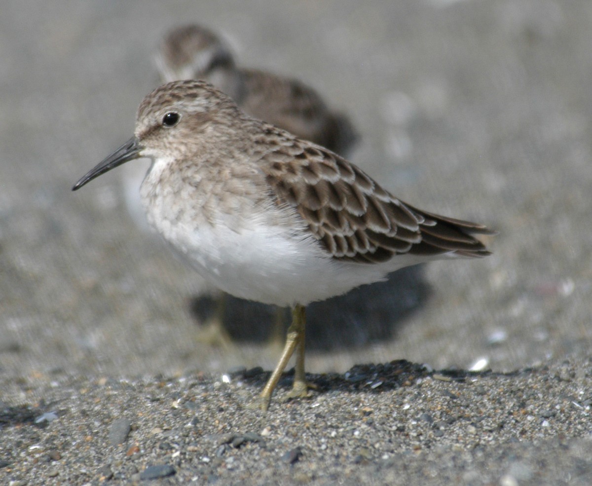 Least Sandpiper - Doug Faulkner