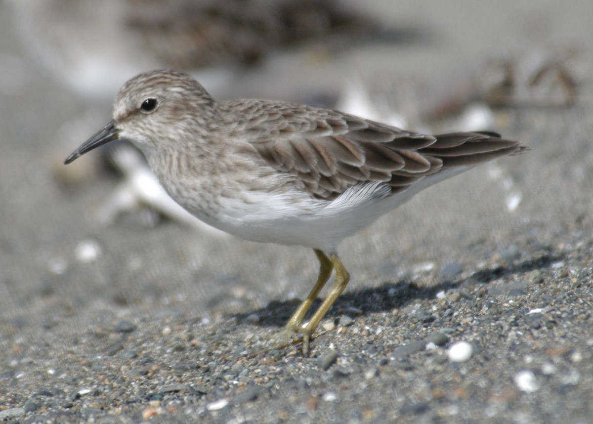 Least Sandpiper - Doug Faulkner