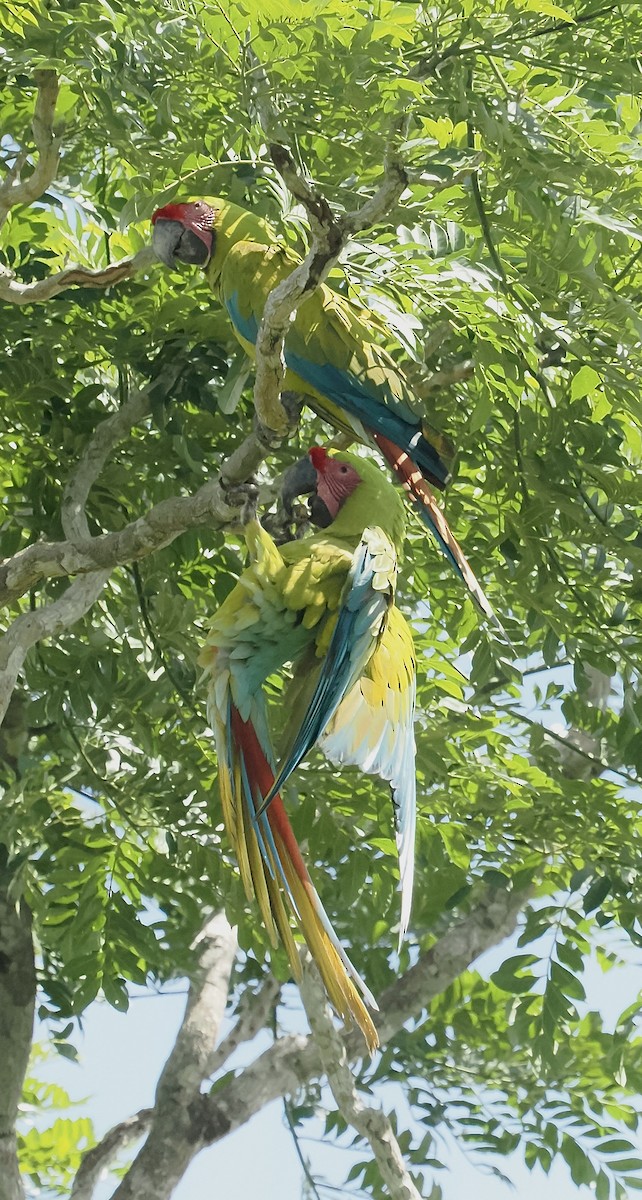 Great Green Macaw - Terry Master