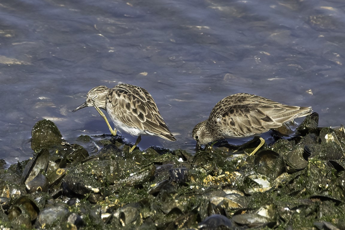 pygmésnipe - ML616386430