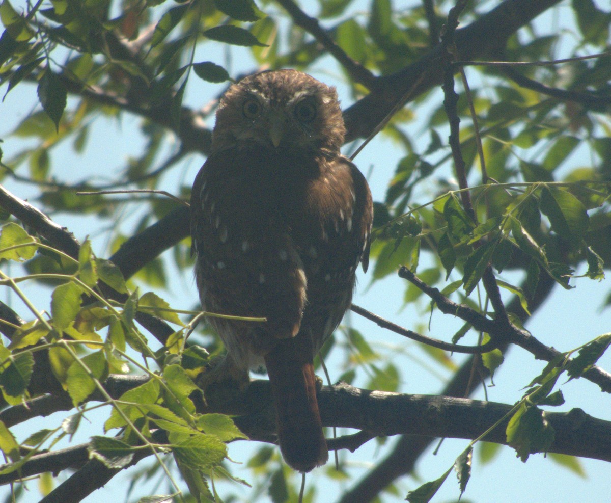 Ferruginous Pygmy-Owl - ML616386456