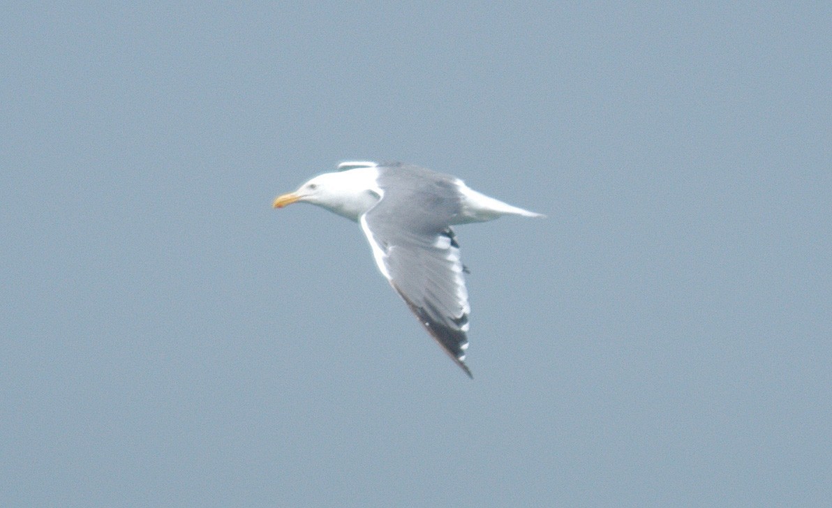 Western Gull - Doug Faulkner