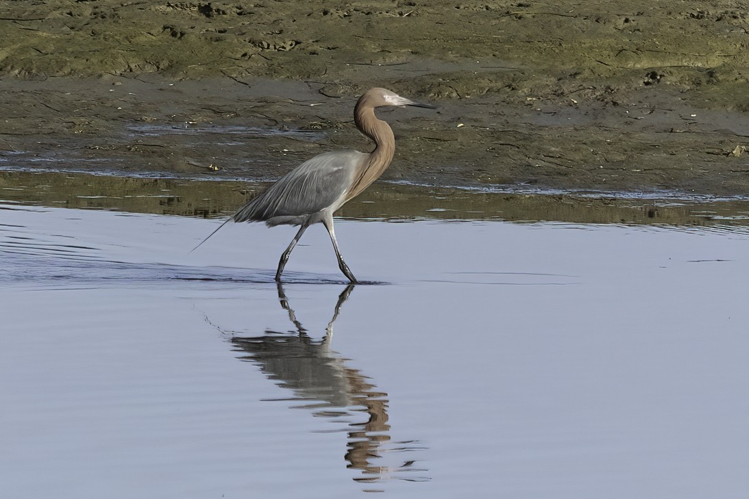 Reddish Egret - Kathryn McGiffen