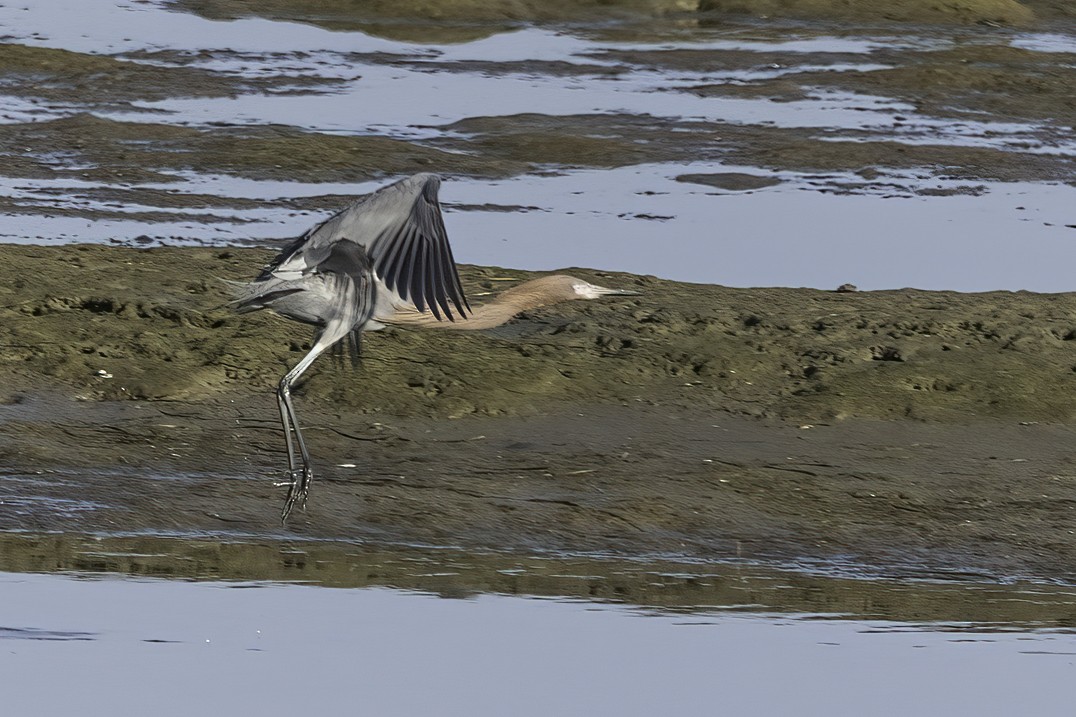 Reddish Egret - Kathryn McGiffen