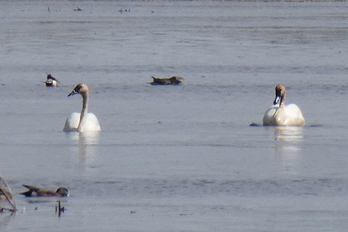 Trumpeter Swan - ML616386508