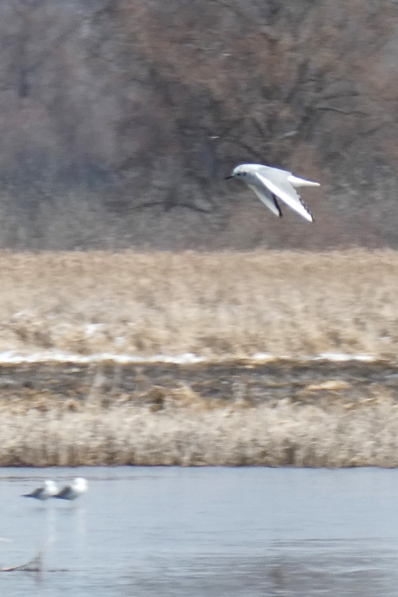 Bonaparte's Gull - ML616386532