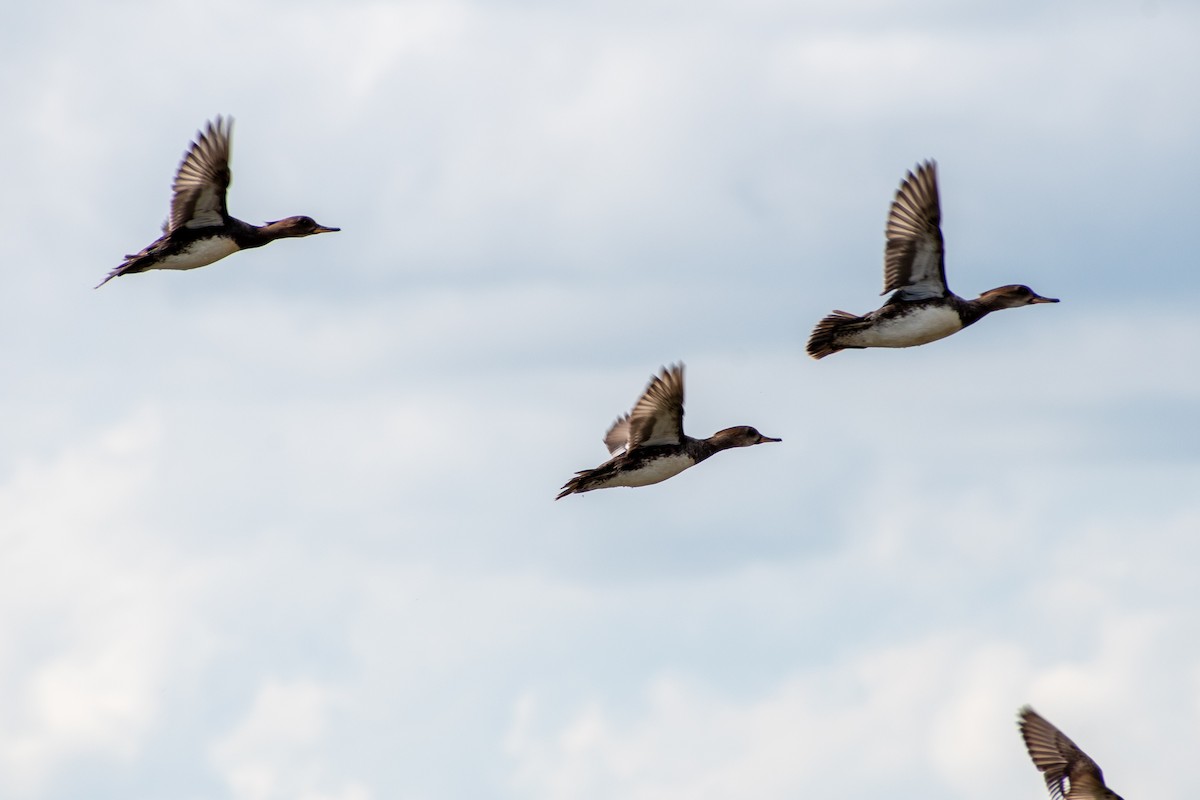 Hooded Merganser - ML616386536