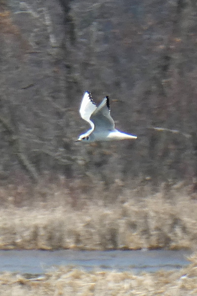 Bonaparte's Gull - ML616386544