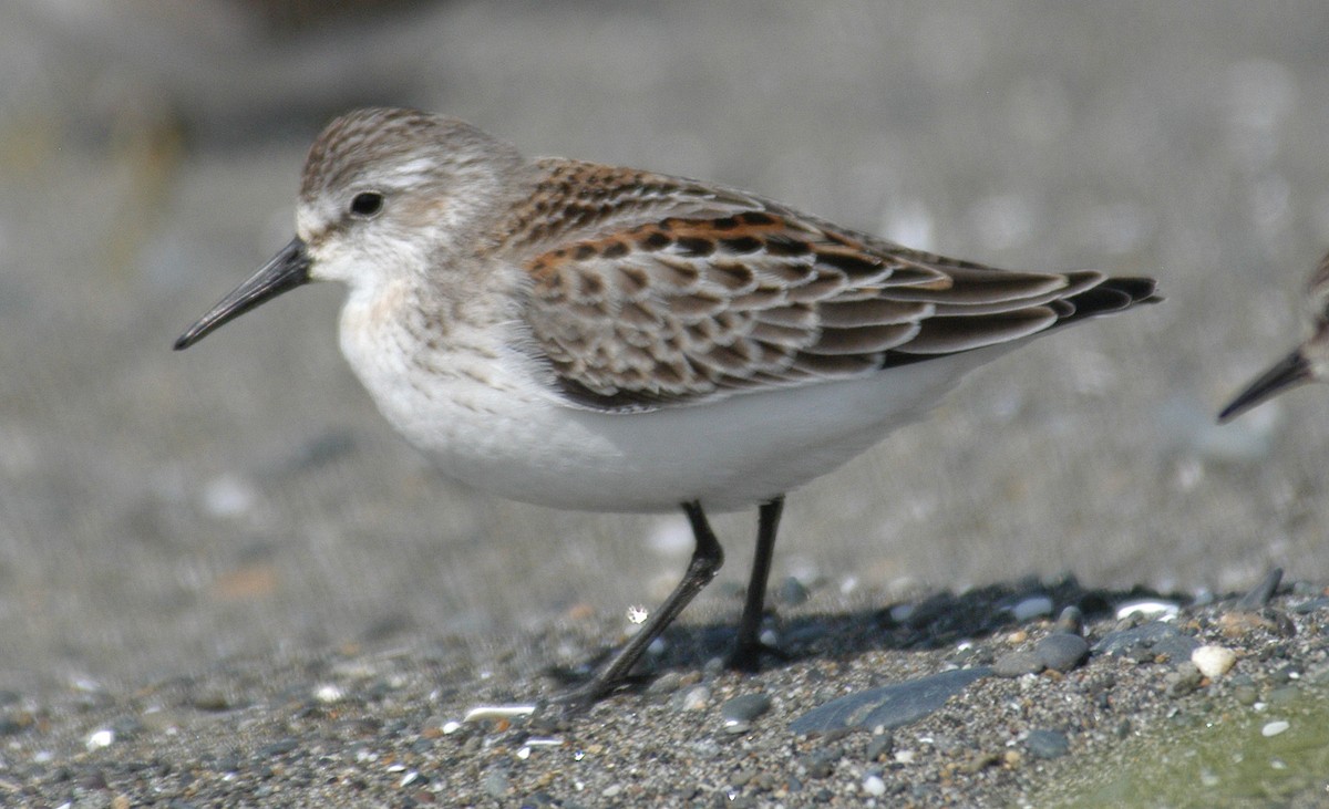 Western Sandpiper - ML616386546