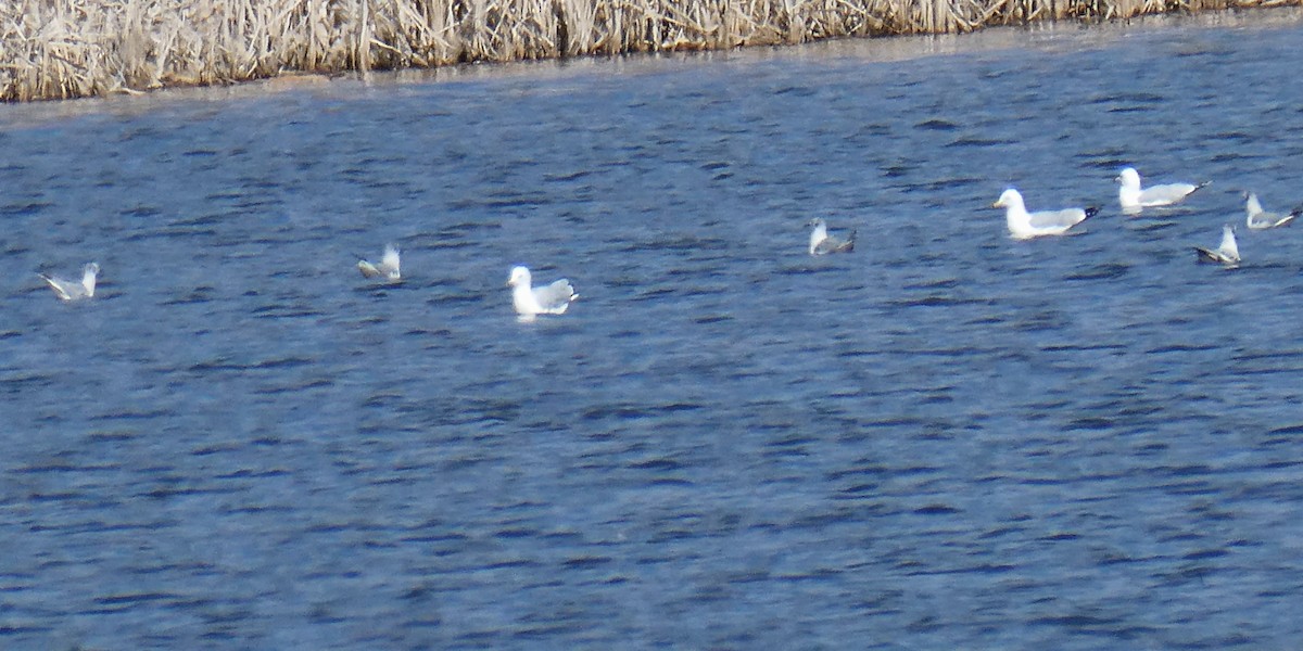 Bonaparte's Gull - ML616386556