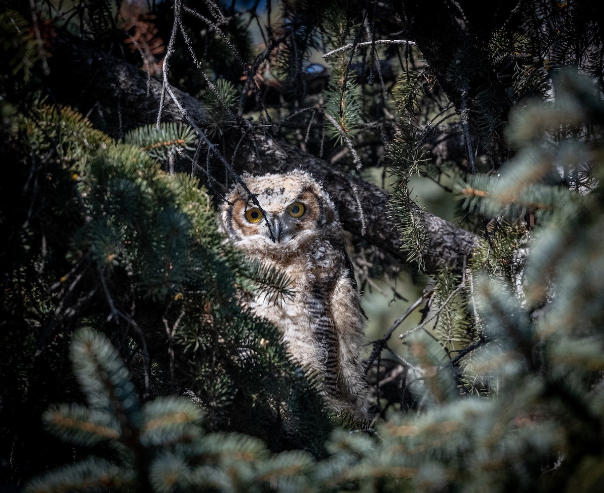 Great Horned Owl - Claude Garand