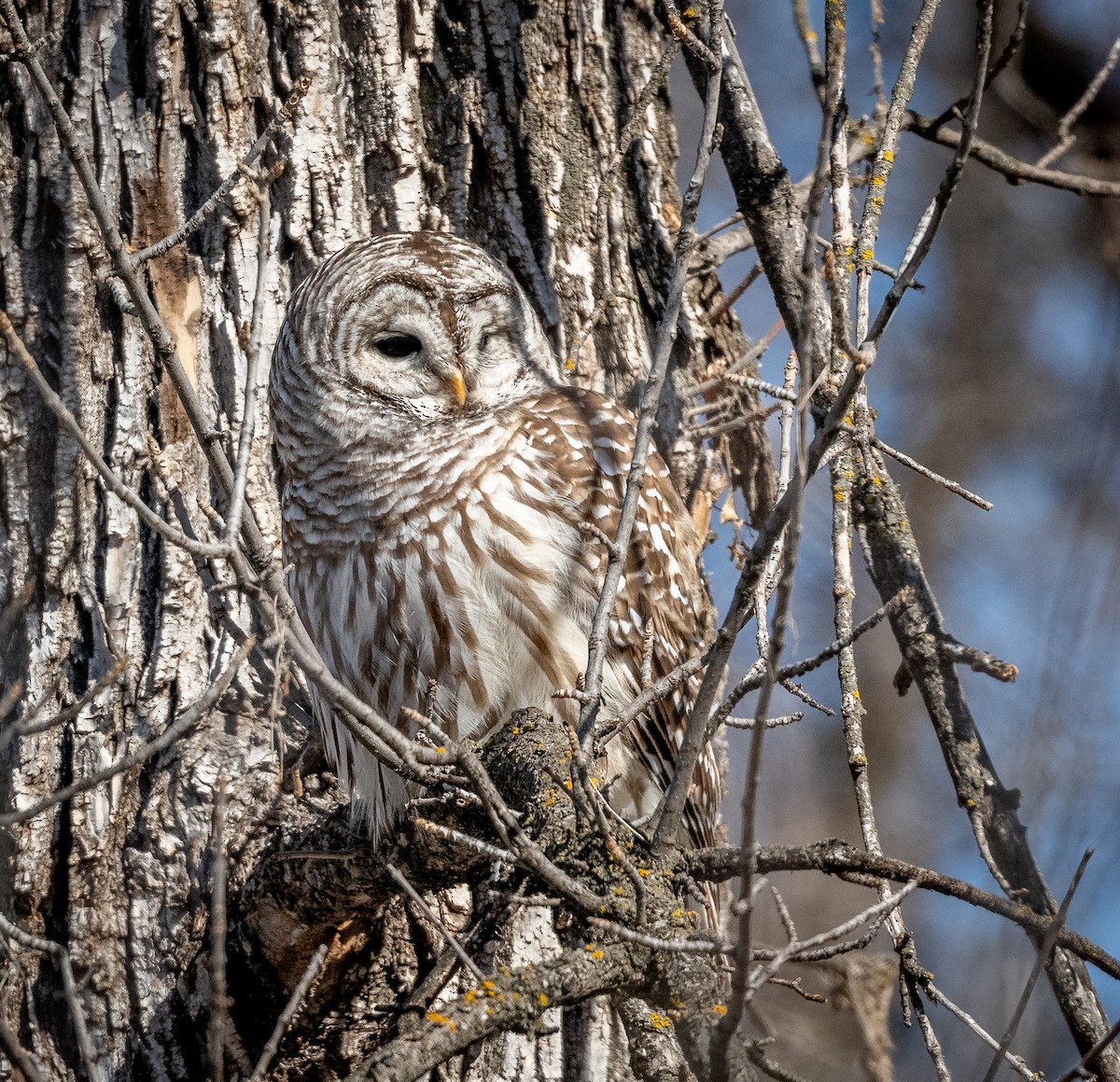 Barred Owl - ML616386573