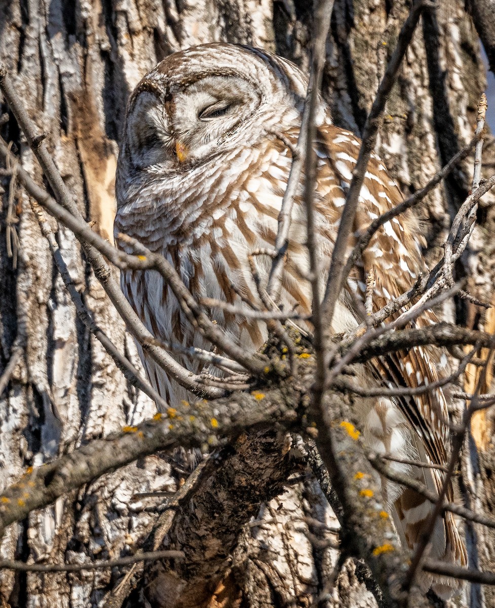 Barred Owl - Claude Garand