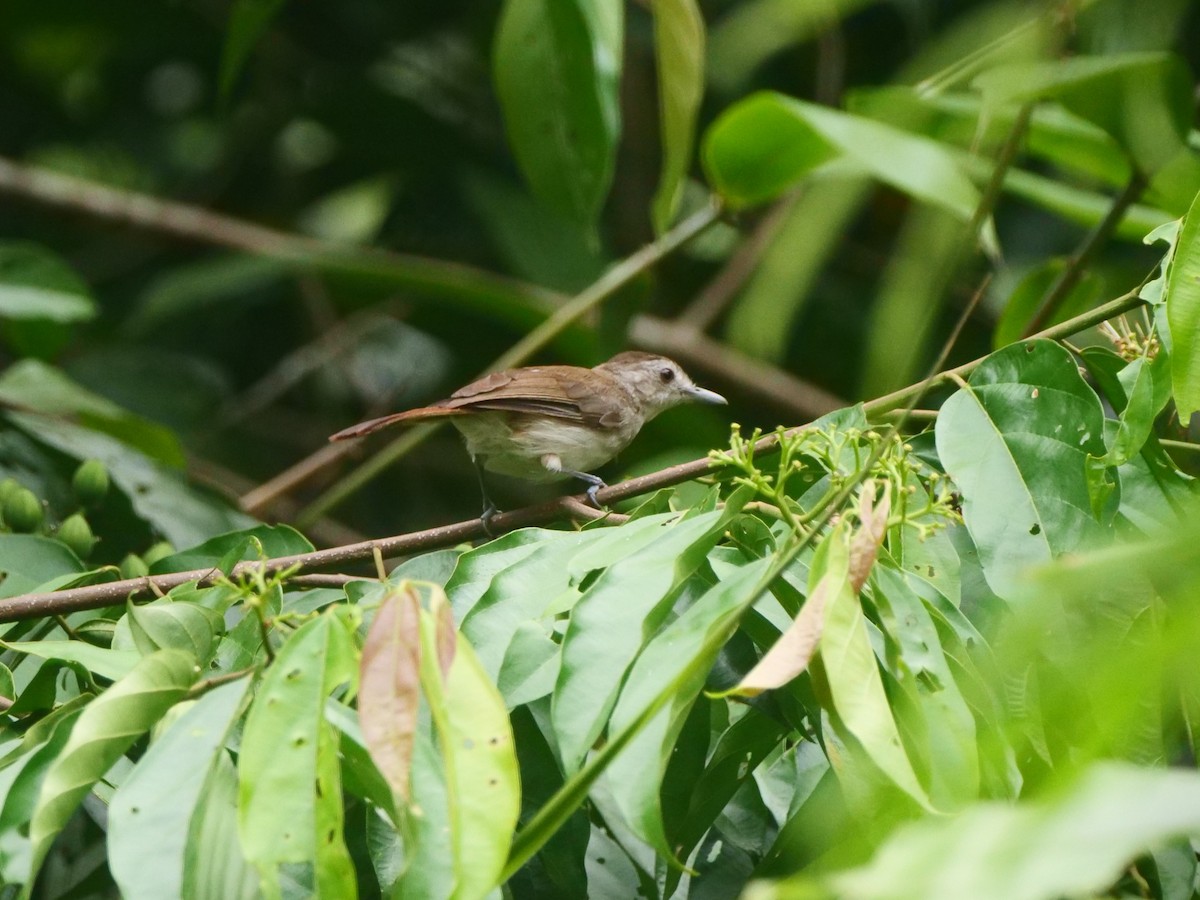 Sooty-capped Babbler - ML616386579