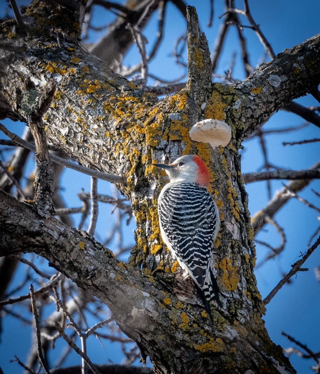 Red-bellied Woodpecker - ML616386597