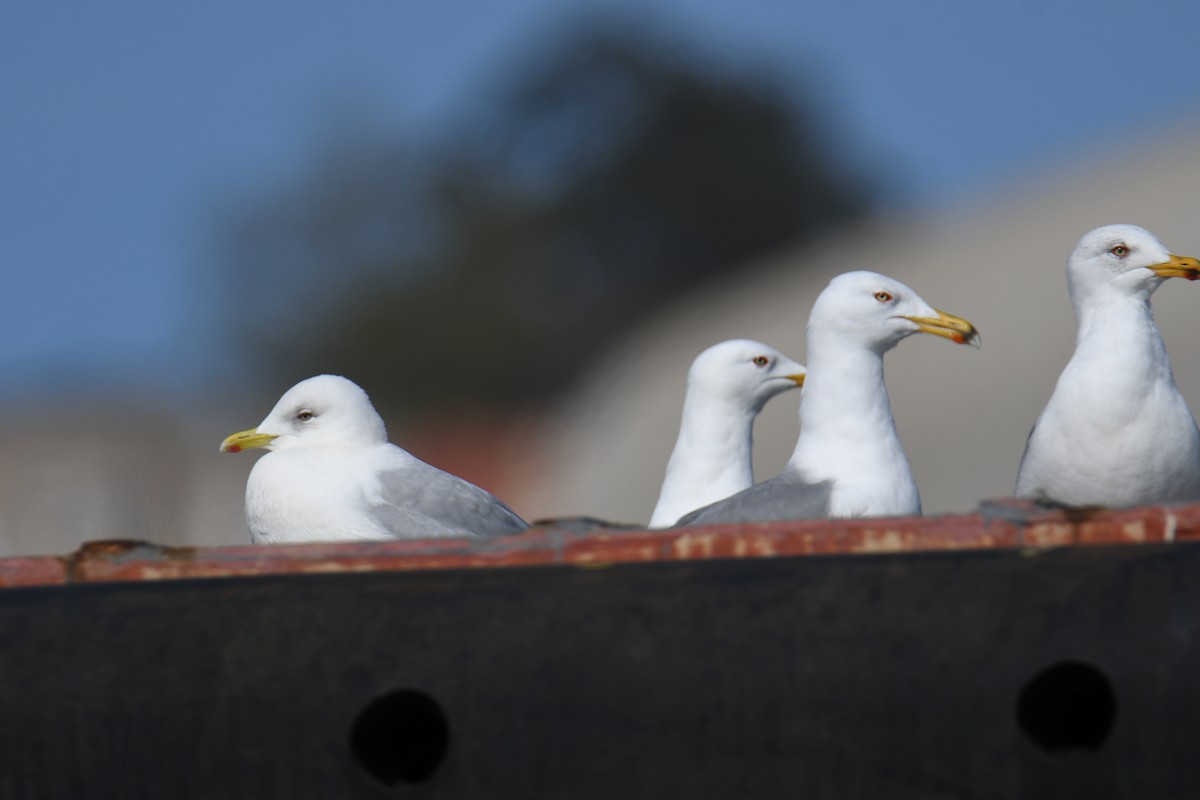 Gaviota Groenlandesa (kumlieni) - ML616386608