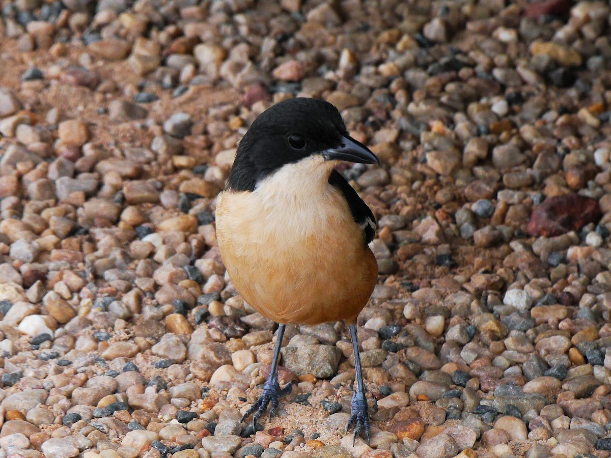 Southern Boubou - Brett Hartl